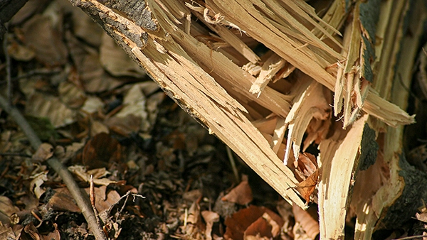 Nahaufnahme eines frisch gebrochenen Astes auf dem Waldboden, umgeben von trockenem Laub, mit deutlich sichtbaren Holzfasern und Holzsplittern.